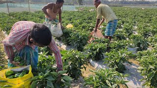 Capsicum harvesting how to grow capsicum in open field high yeild capsicum farming [upl. by Aniarrol963]