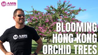 Blooming Hong Kong Orchid Trees in Phoenix [upl. by Jonathon717]