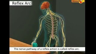 Biology  Reflex action amp Reflex arc  Learn through animated videos [upl. by Relluf108]