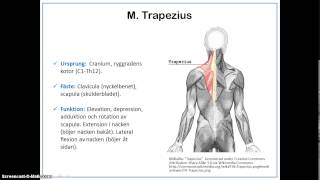Kroppens skelettmuskler [upl. by Dyke]