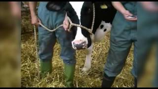 Cattle restraint methods [upl. by Adla]