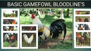 GAME FOWL BLOODLINES Origin amp Characteristics [upl. by Anitsim]