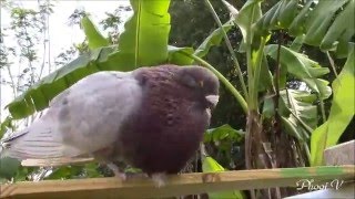 Silver Bar and Lavender Cuban Pouter Pigeon 4192016 [upl. by Laspisa127]