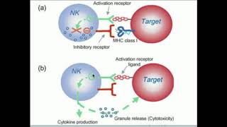 Cytotoxic T Cell  Microbiology and immunology Animations [upl. by Pricilla]