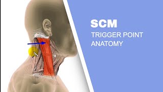 Sternocleidomastoid Muscle SCM Trigger Points [upl. by Daigle755]