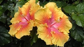 Care and Culture of Hibiscus [upl. by Enirol]