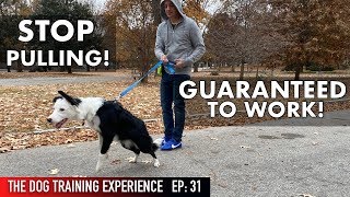 The MOST REALISTIC Leash Dog Training Lesson EVER STOP PULLING [upl. by Llevad898]