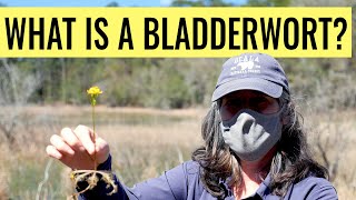 What is a Bladderwort [upl. by Irual]