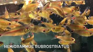 Hemigrammus rubrostriatus [upl. by Karena]