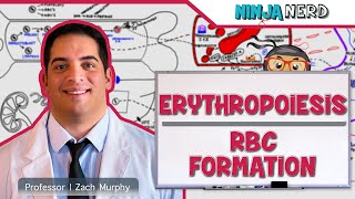 Hematology  Erythropoiesis Red Blood Cell Formation Part 1 [upl. by Aiden503]