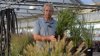 Ornamental Grass Production Tips  Walters Gardens [upl. by Elime]