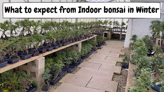 What to expect from indoor bonsai in winter [upl. by Hairas]