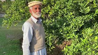 How to grow and take care of orange tree in Pakistan [upl. by Noet627]