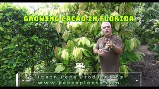 Growing Cacao Trees Chocolate in Florida [upl. by Dorrej]