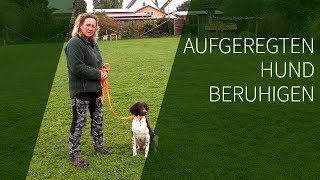 Aufgeregten Hund beruhigen ► Aufgeregter Hund ► Das geeignete Hundetraining [upl. by Saref341]