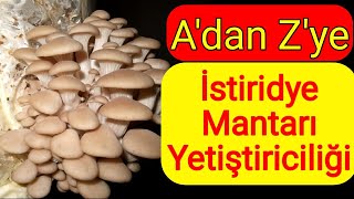 İstiridye Mantarı Nasıl Yetiştirilir  İstiridye Mantarı Kompostu  Mantar Üretimi [upl. by Elianore]