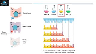 DNA Sequencing By Sanger Method [upl. by Wilde]