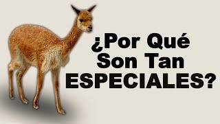 🦙 ¿Qué COMEN las VICUÑAS y Cuáles son los BENEFICIOS de Estos VERTEBRADOS  Animales Salvajes [upl. by Ahsaetal]