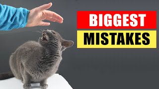 20 Common Mistakes Cat Owners Make [upl. by Sheeree]