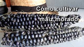 Cómo sembrar y cultivar maíz morado How to Plant Corn Seeds [upl. by Lewellen935]