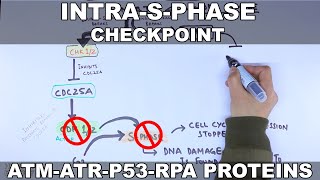 Intra S Phase Checkpoint [upl. by Selry]