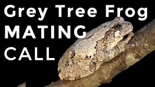 Grey Tree Frogs How To Identify Their Mating Calls amp Sounds [upl. by Hayilaa]