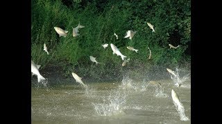 Midwest battles to keep invasive Asian carp out of the Great Lakes [upl. by Chick]