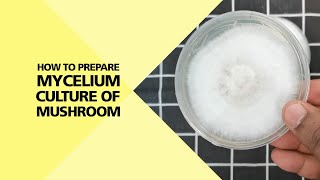 How to Prepare Mycelium Culture of Mushroom Part 24 [upl. by Vyner823]