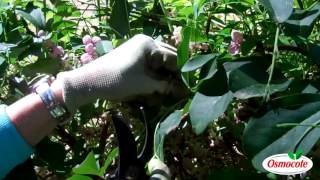 How To Prune the Akebia Vine Chocolate Flower Vine [upl. by Amadeus544]