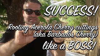 Ep115  SUCCESS Rooting Acerola cherry from cuttings DIY Super Simple system to follow [upl. by Salman]