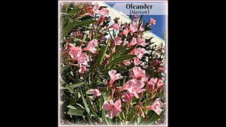 Oleander Plant Toxic Plant for Pets amp Humans Oleandrin is Poison Shirley Bovshow [upl. by Longawa437]