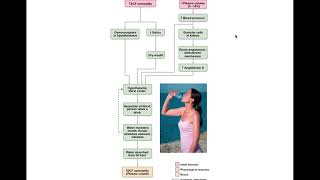 Chapter 26 Fluid Electrolyte AcidBase Balance [upl. by Idnaj]