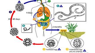 Ascaris Lumbricoides lecture [upl. by Gnik]