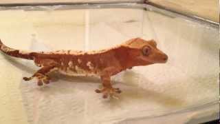 Basic Crested Gecko Care  Feeding Crickets [upl. by Friedland]