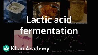 Lactic acid fermentation  Cellular respiration  Biology  Khan Academy [upl. by Quinby]