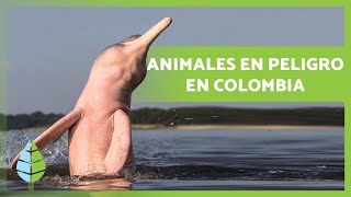 10 Animales en PELIGRO de EXTINCIÓN en COLOMBIA ⚠️🐻 [upl. by Netsryk656]