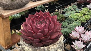 Echeveria Collection and Rare Echeveria Succulent Varieties [upl. by Grani145]