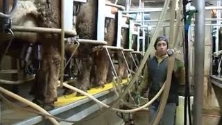 A Day Dairy Farming in Wisconsin [upl. by Okemak860]