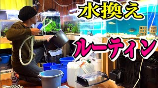 魚100匹以上を飼育する我が家の水換えルーティン！ [upl. by Clare]