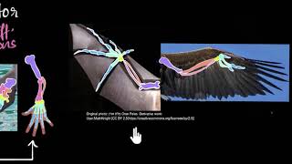 Homologous amp analogous structures  Heredity amp Evolution  Biology  Khan Academy [upl. by Winton]