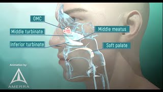 Tour of the Nasal Passage  3D animation [upl. by Bolte]