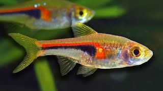 Top 10 Aquarium Fish For Beginners [upl. by Serafine]