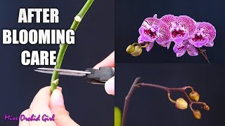 Orchid Care for Beginners  What to do after Phalaenopsis blooms fall Cutting spike amp aftercare [upl. by Ielhsa492]