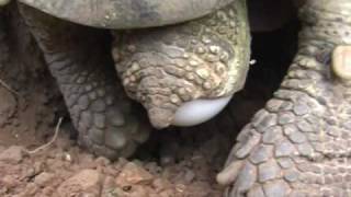 Die Paarung der Breitrandschildkröte  Mating amp hatching of the Testudo Marginata March 2010 [upl. by Rodina]