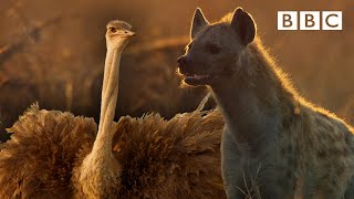 Zalika the Hyena FIGHTS an Ostrich  Serengeti  BBC [upl. by Bay]