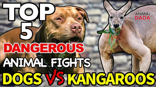 Dog Vs Kangaroo  Wild Animals Fights [upl. by Manheim]