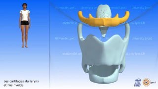 Le larynx Cartilages et os hyoïde [upl. by Bobbye411]