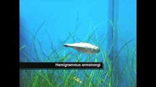 Hemigrammus armstrongi  Zwinnik Amstronga [upl. by Athalia]