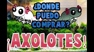 COMO Y DONDE COMPRAR AXOLOTES LEGALES 🦎 Cuidados Del Ambystoma Mexicanum💚 [upl. by Longtin218]