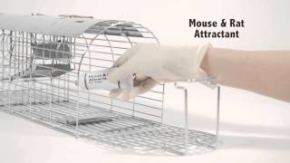 Catch rats with the Self Set MultiCatch Rat Trap TVS080 [upl. by Munro]